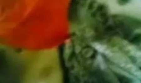 गैबी डी कैस्टेलो ने एक यूक्रेनी के साथ एक अच्छा सोमरस सेक्सी फिल्म हिंदी किया था