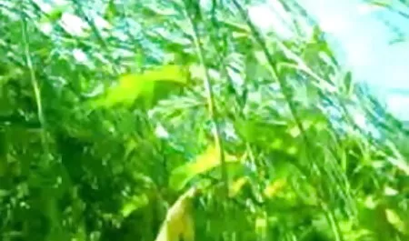 स्ट्रीट सेक्सी फिल्म दिखाइए तो सेक्स